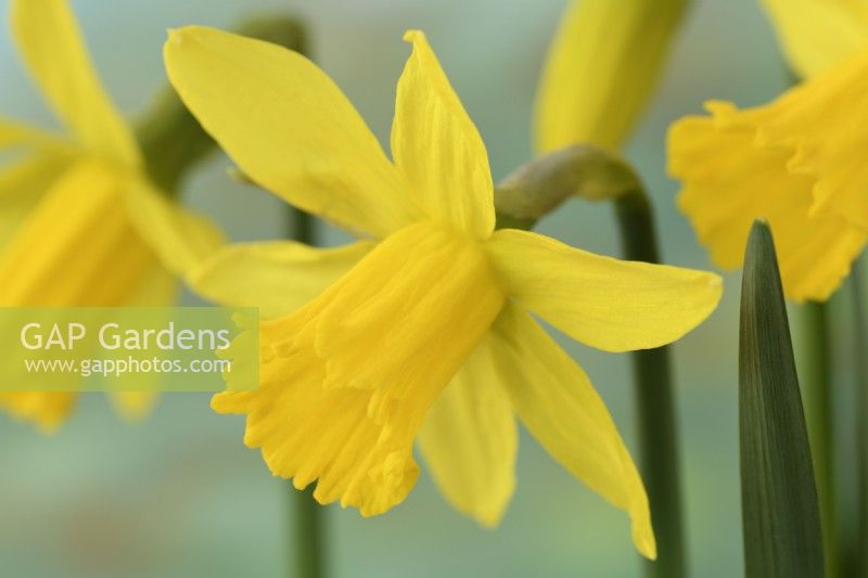 Narcissus  'February Gold'  Daffodil  Div. 6 Cyclamineus  March