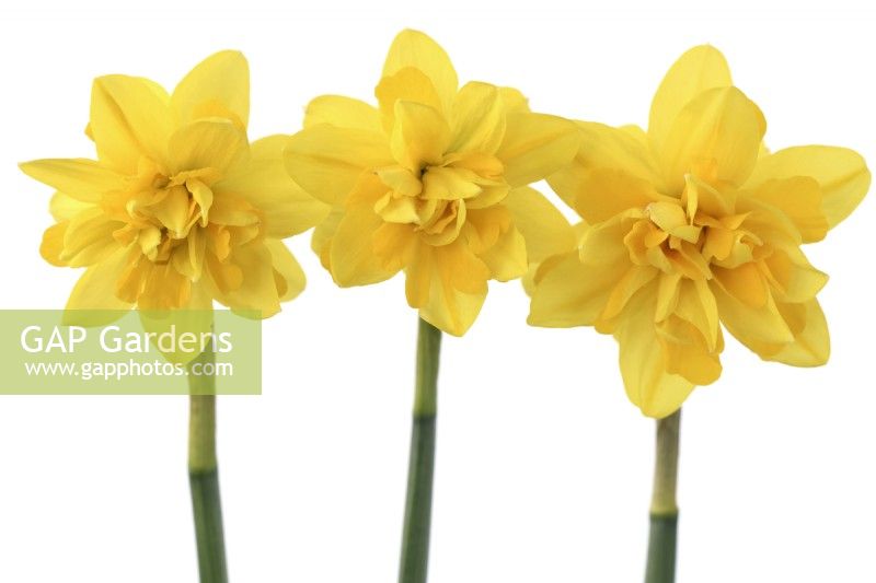 Narcissus  'Tete Boucle'  Daffodil  Div 4  Double  March  