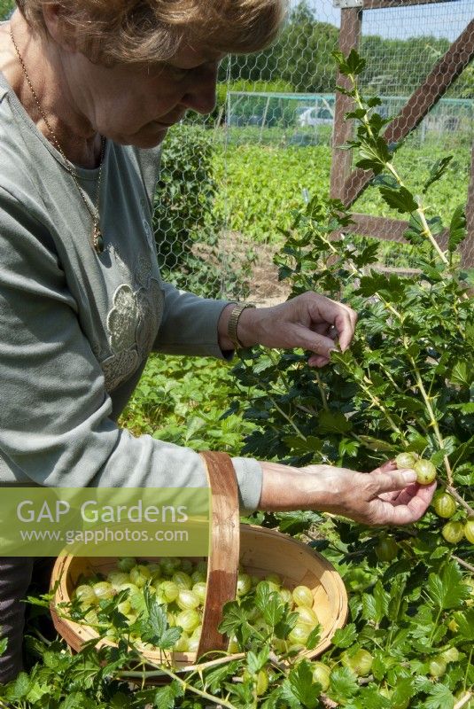 Woman picking Gooseberries inside fruit cage