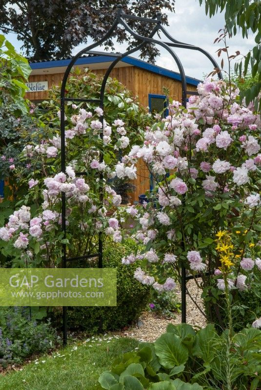 Pink roses growing on metal arch - Open Gardens Day, Tuddenham, Suffolk