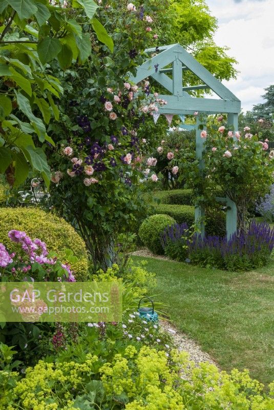Salmon-pink Roses on rustic painted archway together with Clematis 'Etoile Violette'. Perennial plants in the borders nearby include Alchemilla mollis, Hardy Geraniums, Salvia nemorosa, Lupinus and a deep pink Bush Rose along with clipped hedging and balls - Open Gardens Day, Tuddenham, Suffolk