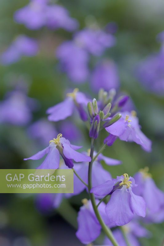 The edible flowers of Orychophragmus violaceus - chinese violet cress salad vegetable