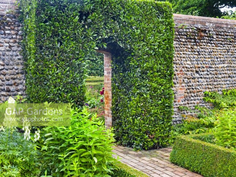 Bay laurus nobilis trimmed archway against a brick wall July Summer