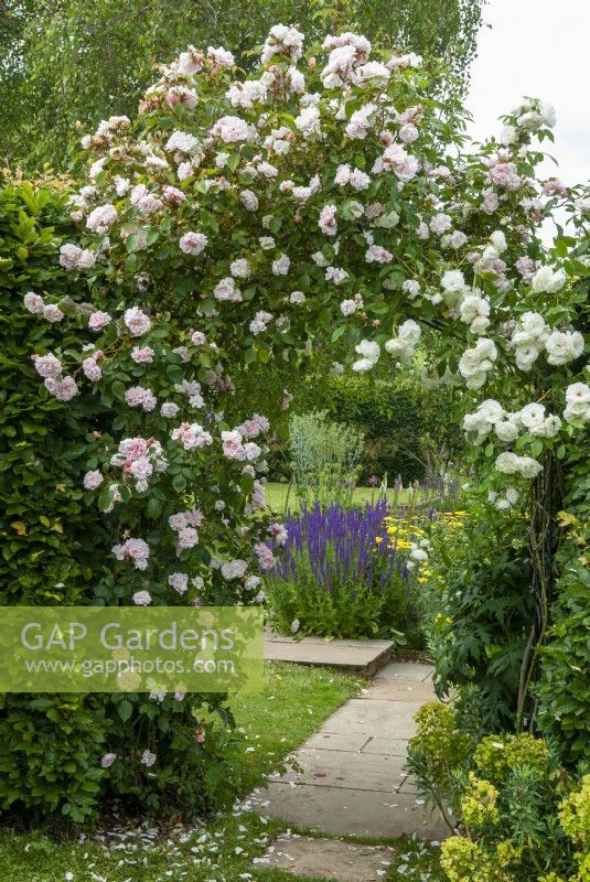 Archway of roses with pink Rosa 'Albertine' on left and white Rosa 'Iceberg' on right, leading through to lawn and perennial beds - Open Gardens Day, Tuddenham, Suffolk