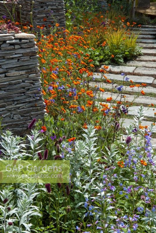 Border of perennial plants with structural feature of dry stone walls and path of stone blocks alongside - Chelsea Flower Show