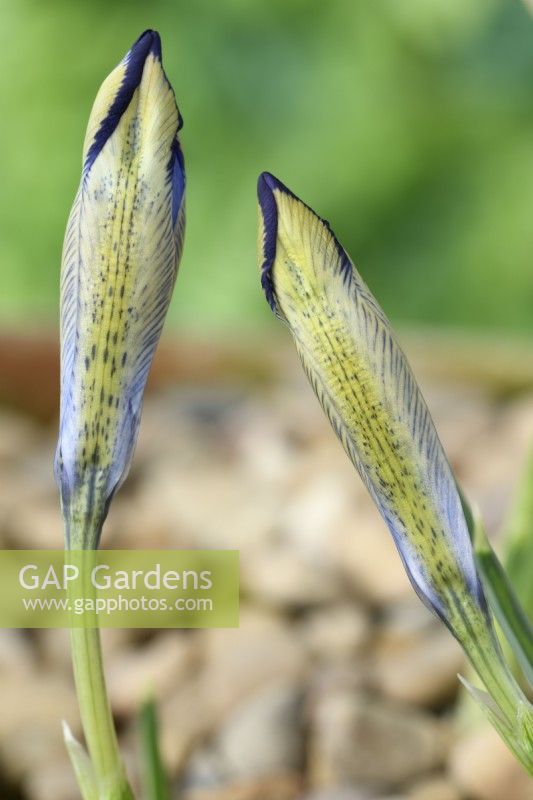 Iris  'Clairette'  Reticulata  New flowers ready to open  March