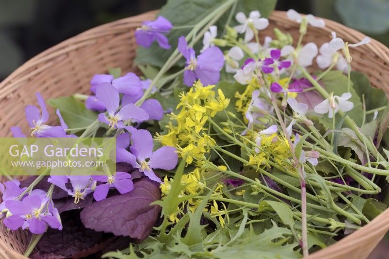 Mustard Red Lion - Brassica oleracea botrytis 'Red Lion' with Cultivated Salad Rocket leaves - Eruca sativa and the Edible Flowers of Mizuna - Brassica rapa nipposinica - yellow,  the mauve flowers of Orychophragmus violaceus - Chinese violet cress and the white and pink flowers of Radish - Raphanus sativus