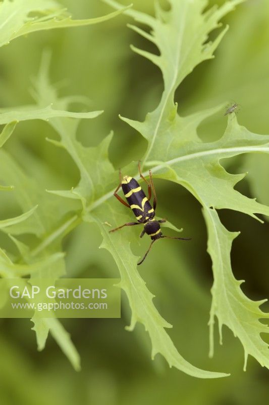 Clytus arietis - Wasp Beetle resting on Mizuna leaf - Brassica rapa nipposinica. A harmless mimic of waps which eat pollen and live on dead wood