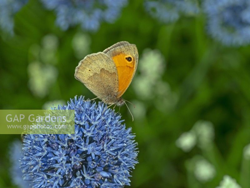 Meadow Brown butterfly Maniola jurtina  July Summer