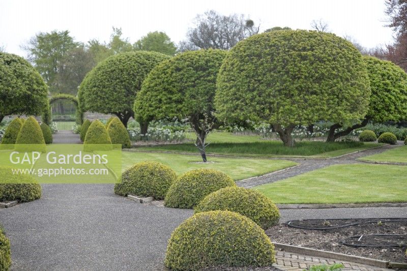 Cydonia oblonga clipped trees in the Kitchen Garden at Grimsthorpe Castle, April
