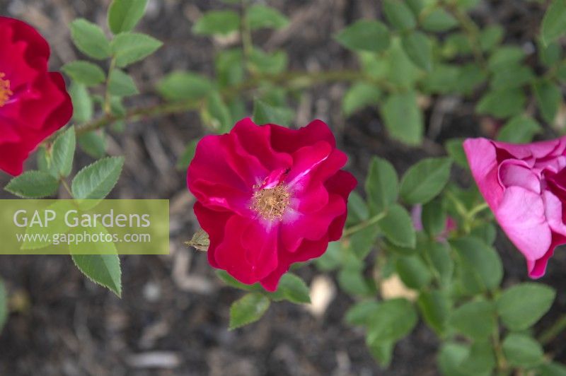 Rosa 'Erna Grootendorst' rose 