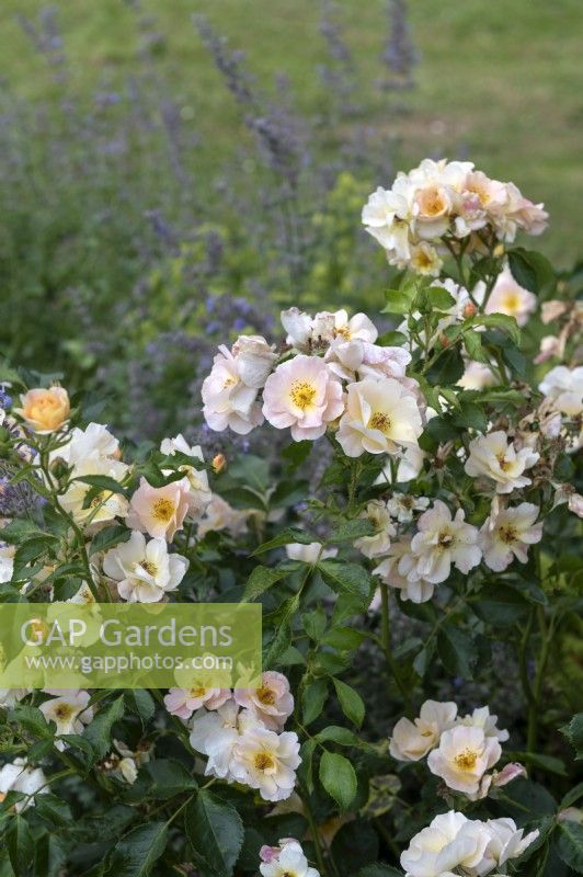 Rosa 'BV Borussia' rose named after BVB Borussia Dortmund soccer club and echoing the colours of their kit. 