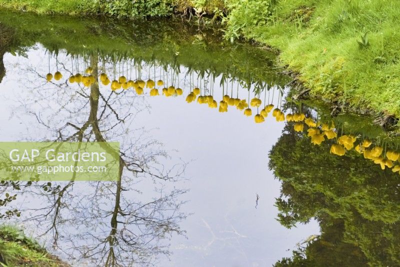 Tulipa - Reflection of Yellow tulips in stream