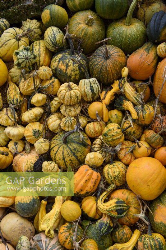 Mixed varieties of orange and yellow colour harvested Pumpkins, Squashes and Gourds