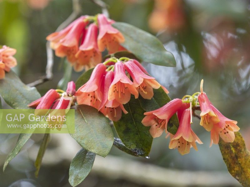 Rhododendron Keysii