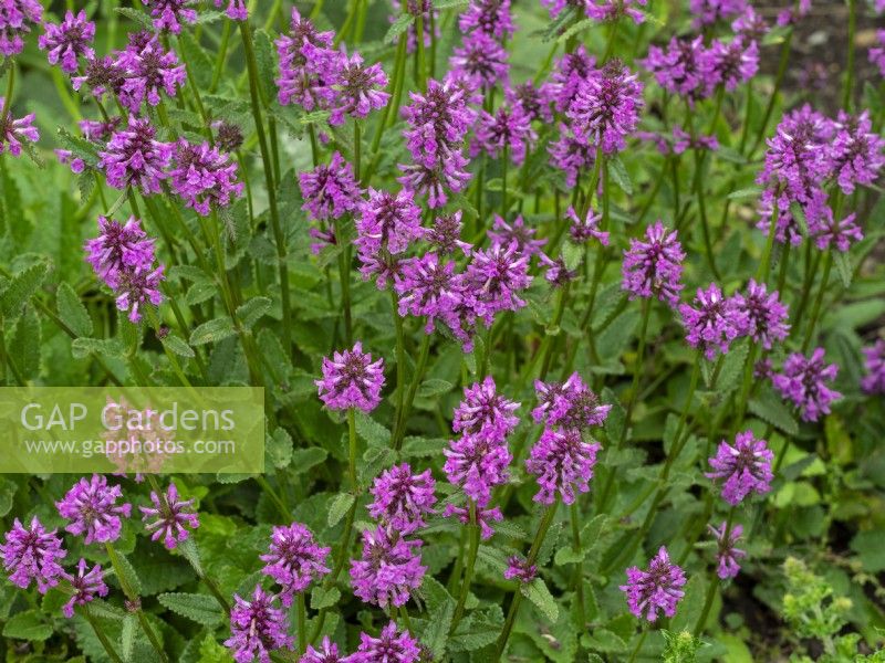 Stachys officinalis  Betony or Common hedgenettle  Summer July