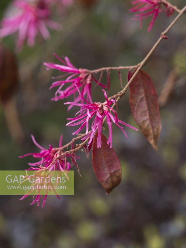 Loropetalum chinensis Ever Red - Chinese Witch Hazel