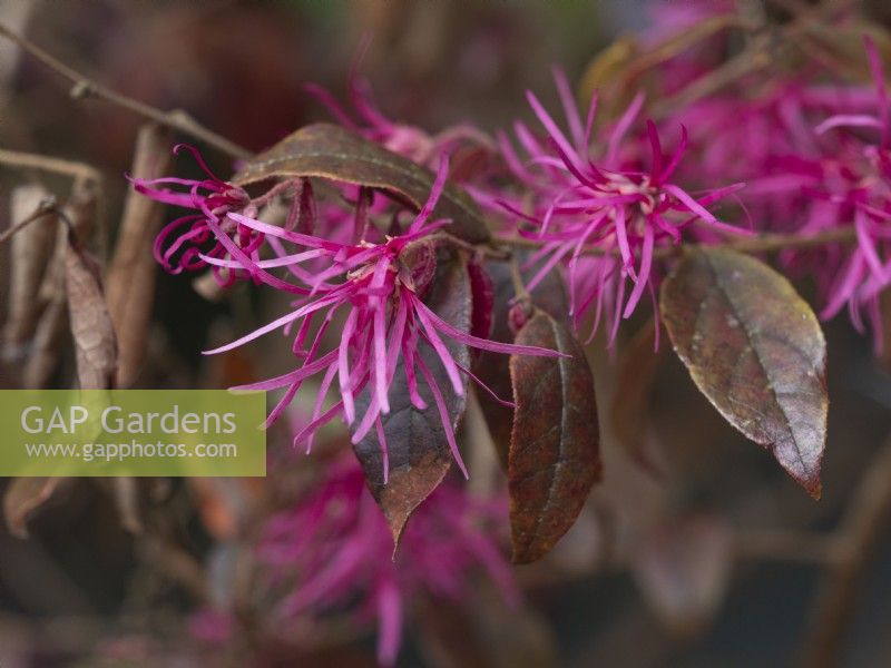 Loropetalum chinensis Ever Red - Chinese Witch Hazel