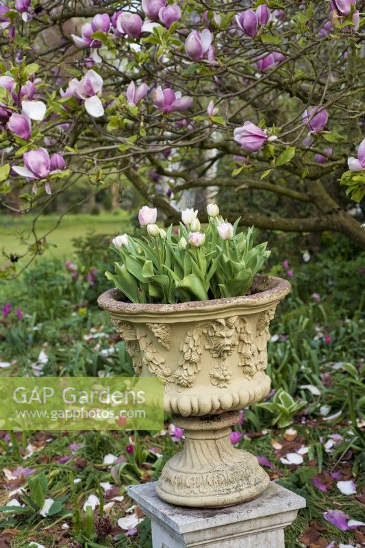 Decorative stone urn on pedestal with pink tulips and Magnolia flowers in background