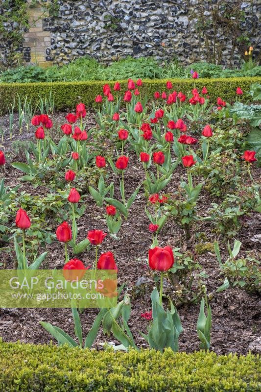 Formal rose bed with red tulips