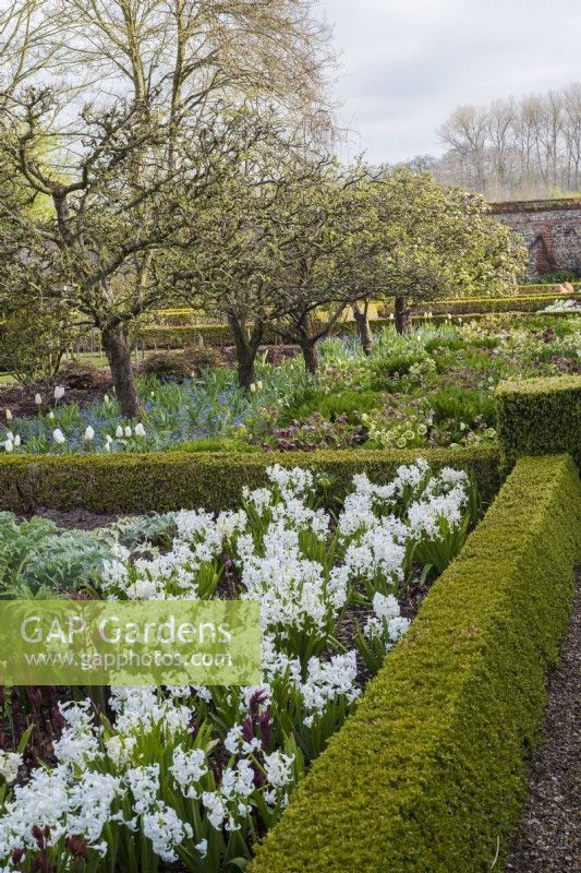 Formal vegetable beds in walled garden with buxus hedging, Malus trees, white hyacinths and hellebores
