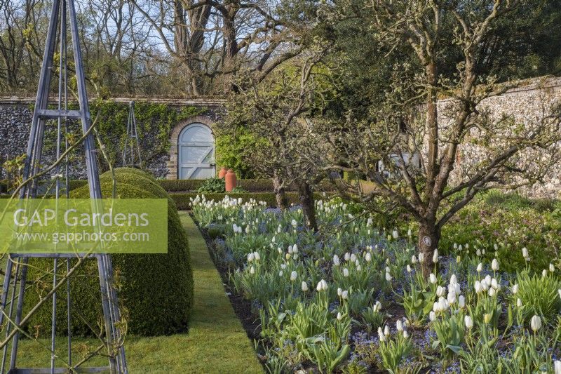 Border with apple trees underplanted with white tulips and blue Mysotis in walled vegetable garden with painted gate 