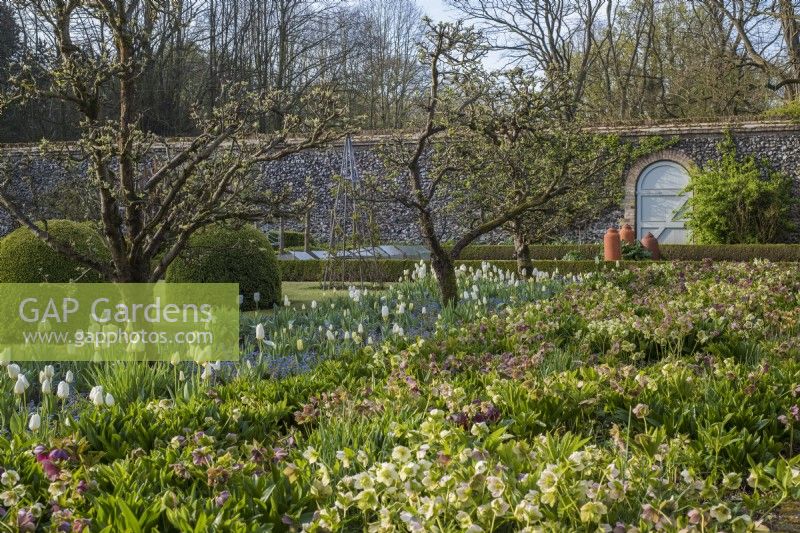 Spring border with apple trees, hellebores, white tulips and blue Mysotis in walled vegetable garden with painted gate 