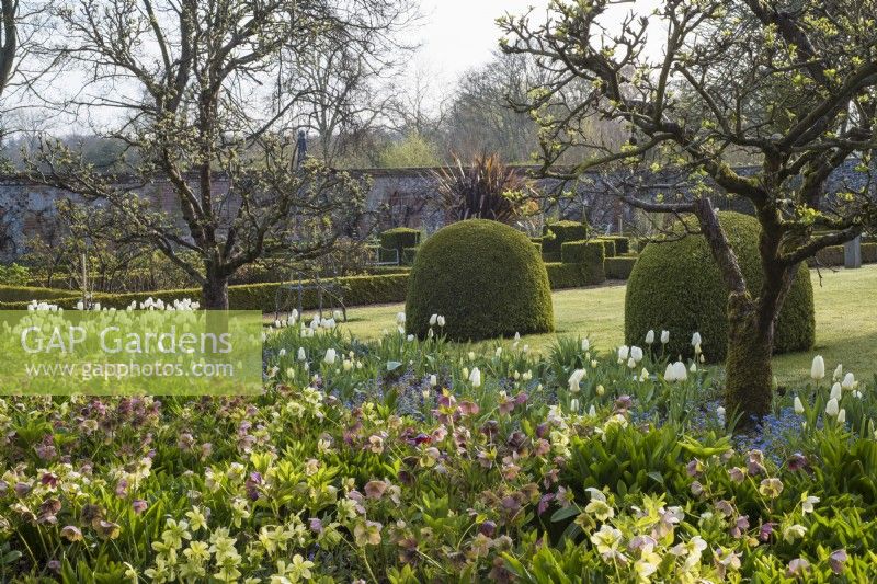 Border with apple trees, hellebores, white tulips and blue Mysotis overlooking Buxus ball topiary in walled vegetable garden 