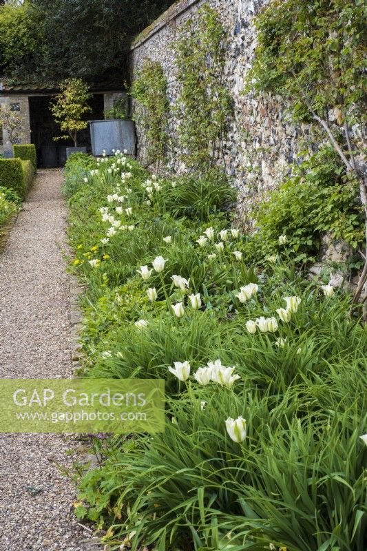 Spring border against flint wall with Tulipa 'Spring Green'