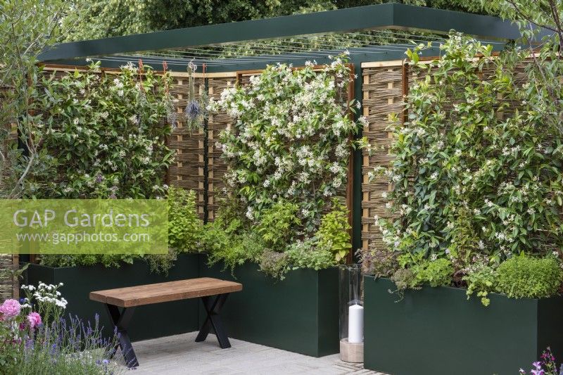 A formal courtyard is enclosed in willow and hazel fencing screens, supporting fragrant star jasmine, Trachelospermum jasminoides, which grows in tall planters with herbs.
