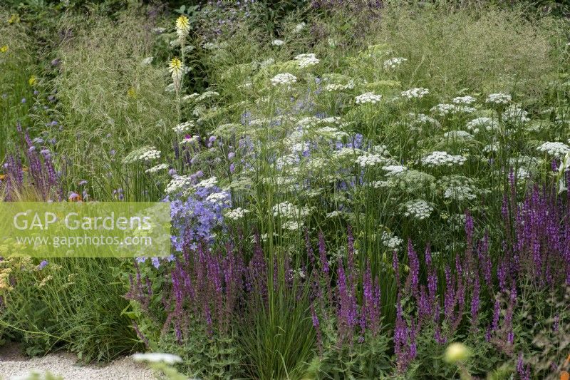 A loose meadow style border planted with Deschampsia cespitosa 'Goldschleier' and herbaceous perennials: Campanula 'Pritchard's Variety', Salvia nemorosa 'Amethyst' and airy Baltic parsley, Cenolophium denudatum.