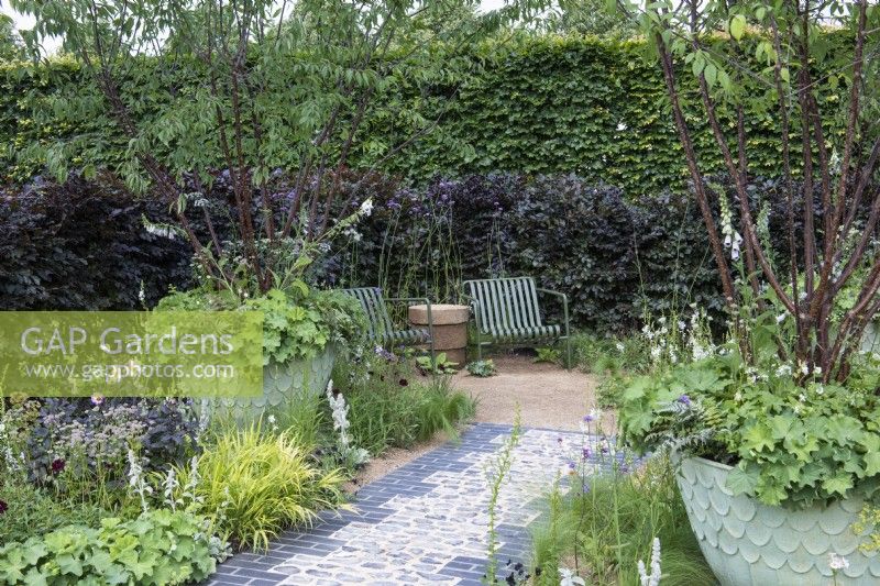 A wildlife friendly garden enclosed in a purple beech hedge has a seating area reached along a paved path that separates two borders of textural planting. Large pots are planted with multi-stemmed Tibetan cherry trees.