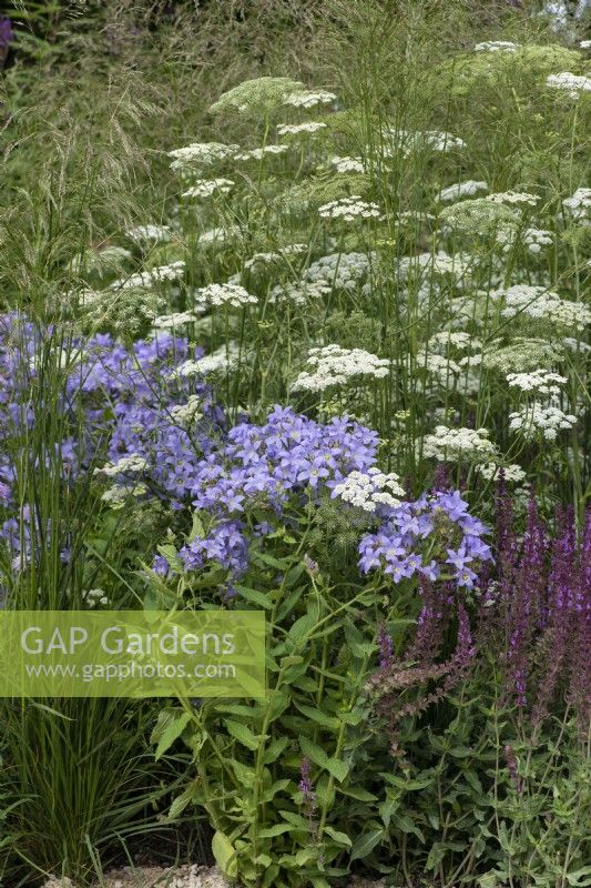 A loose meadow style planting combination of Deschampsia cespitosa 'Goldschleier', Campanula 'Pritchard's Variety', Salvia nemorosa 'Amethyst' and airy Baltic parsley, Cenolophium denudatum.