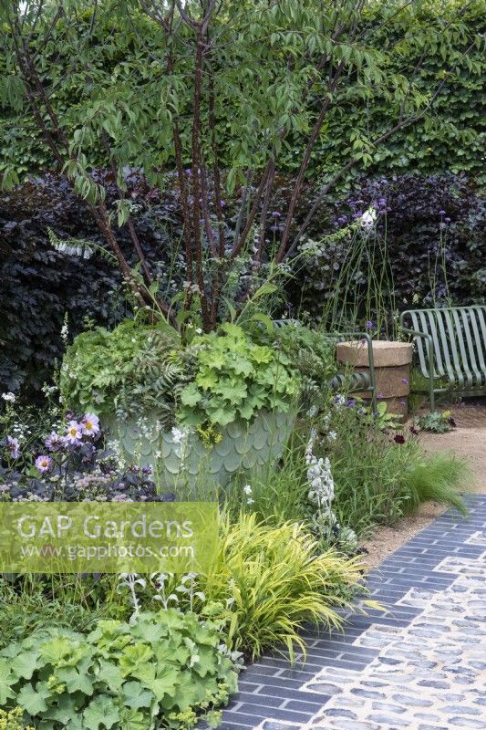 Set in a border of textural planting, a large pot is planted with a multi-stemmed Tibetan cherry tree, Prunus serrula, edged in alchemilla and ferns.