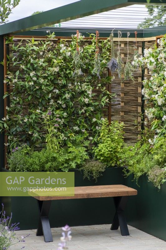 A willow and hazel fencing screen supports fragrant star jasmine, Trachelospermum jasminoides, which grows in a tall planter with herbs.