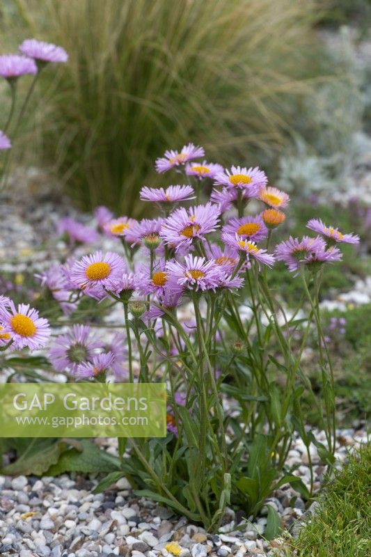 Erigeron 'Dimity', a drought tolerant, evergreen perennial bearing pink daisies throughout the summer.