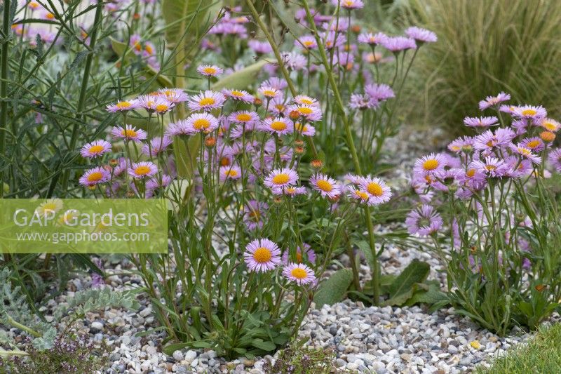 Erigeron 'Dimity', a drought tolerant, evergreen perennial bearing pink daisies throughout the summer.