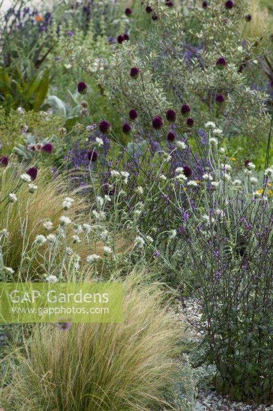 In a shingle area, clumps of white Galactites tomentosa 'Alba' amongst vervain, drumstick allium and Mexican feather grasses.