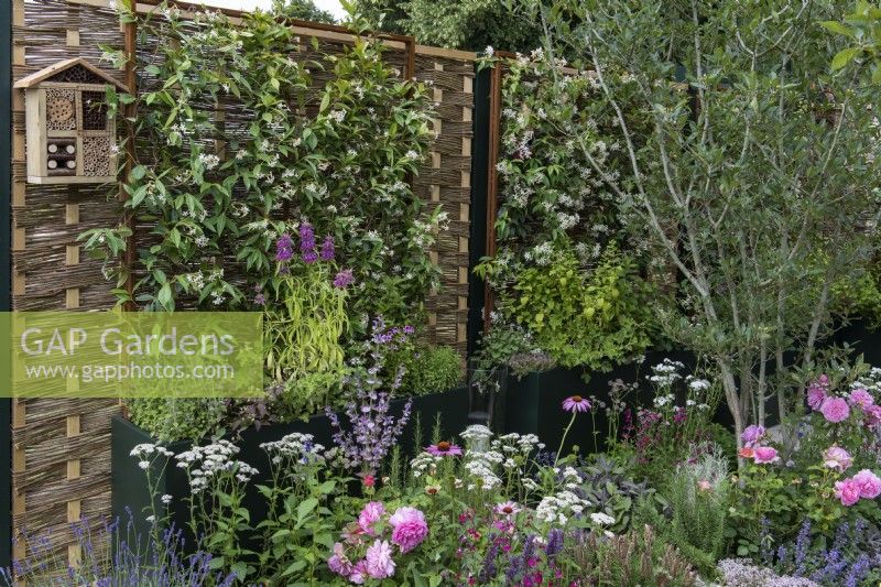 Willow and hazel fencing screens support fragrant star jasmine, Trachelospermum jasminoides, which grows in tall planters with herbs. Planted in the beds are a hawthorn tree, Rosa 'Princess Alexandra of Kent' and herbaceous perennials.