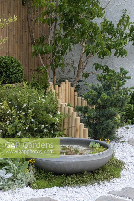 A low undulating bamboo fence separates a small pine and cistus, creating a backdrop for a stone Lotus Bowl planted with aquatics.