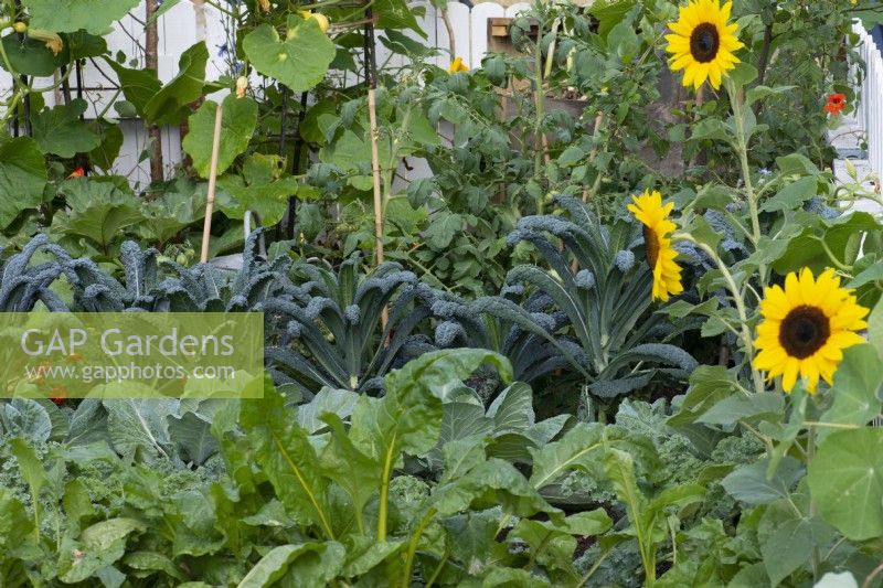 A row of kale 'Nero di Toscana' between cabbages and climbing courgettes. Designer Southend City Council, Hampton Court 2023.