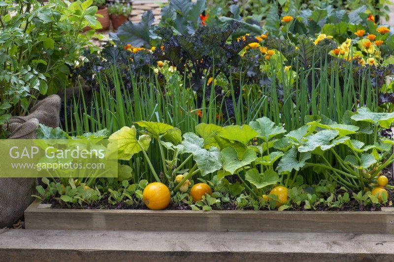A small vegetable plot is planted with rows of Courgette 'One Ball', spring onions, kale, cabbages and marigolds.