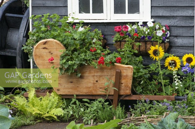 Beside an old water wheel, a wheelbarrow planter is made from an old dining table, and filled with trailing pelargonium.
