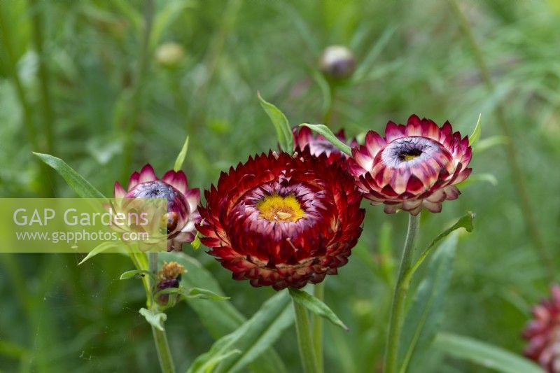 Helichrysum apiculatum, strawflower or common everlasting flower, an annual with single or double flowers in bright shade, ideal for drying.