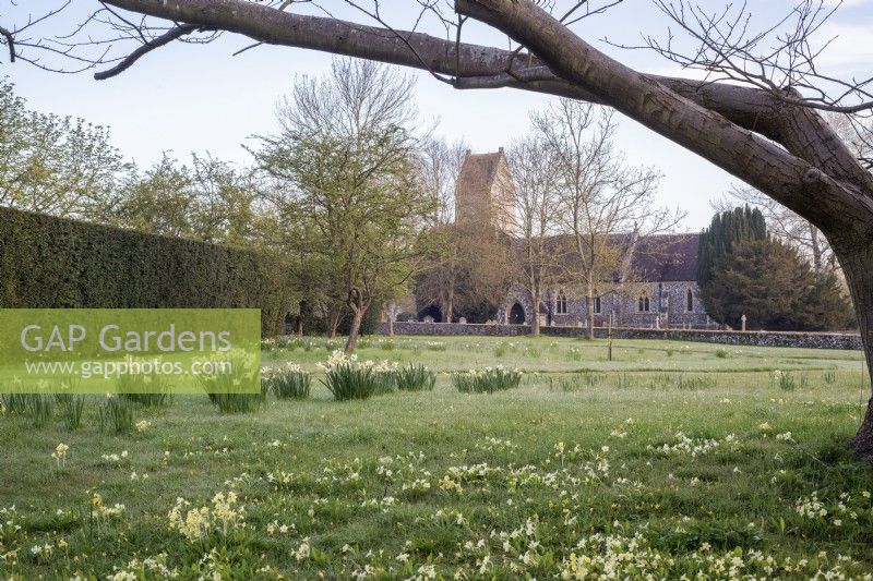 Naturalised Narcissus and Primula vulgaris in lawn overlooked by the village church