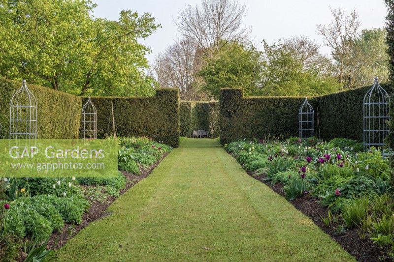 Grass path leading through double herbaceous spring borders with Tulips and metal climbing supports and Taxus baccata hedges 