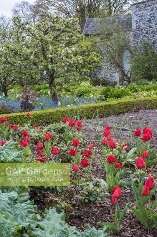 Red tulips in rhubarb and rose bed in walled garden