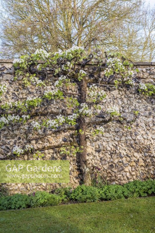 Espaliered Pyrus tree in blossom - Pear against flint wall