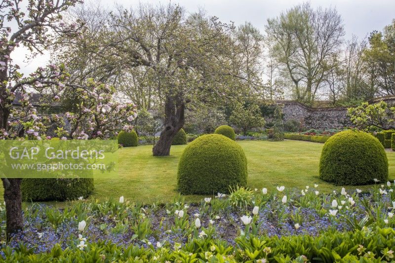 Formal spring walled vegetable garden with bed of white tulips and blue Mysotis, Buxus topiary and apple tree in lawn