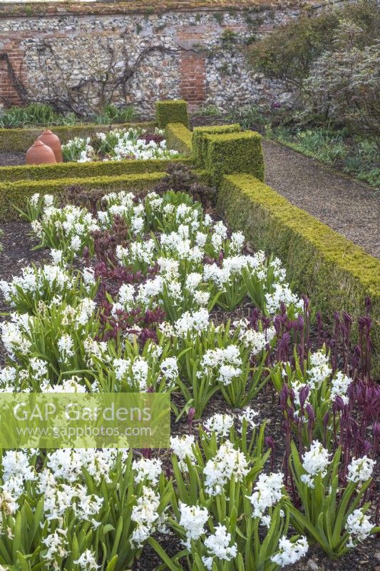 White hyacinths in formal buxus hedged beds growing with emerging Peony foliage